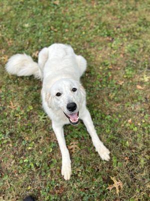 Nancy Crane's Family Pet Care