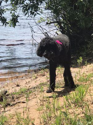 Paw-Rific Pet Grooming