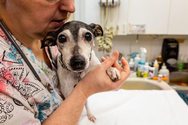 Elburn Animal Hospital