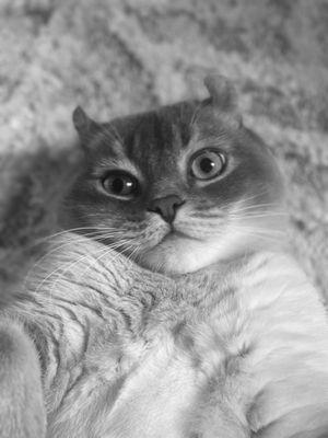 Ready Pet Go Professional Pet Sitting Services