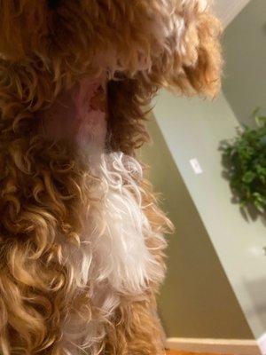 Port Chester Animal Hospital