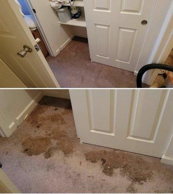 All In One Carpet Cleaning and Home Services