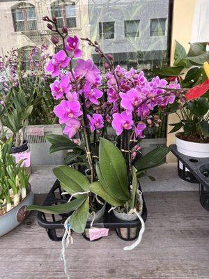 Sandy's Lucky Bamboo & Florist