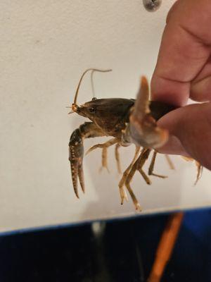 Crawdads need YOU!
Hook'em Bait and Tackle
1910 Marina Dr.
Windsor, CO 80615