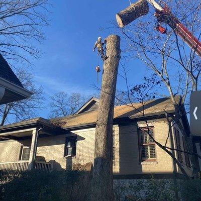 3 In 1 Tree Services