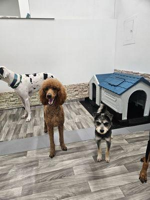 Andrea sends daily pictures of my dog playing and socializing.