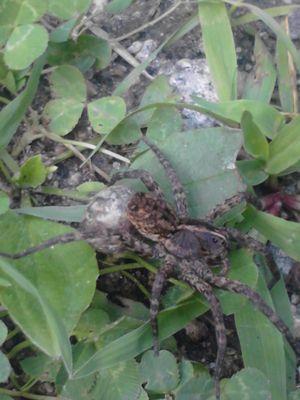 Crystal Pest Control