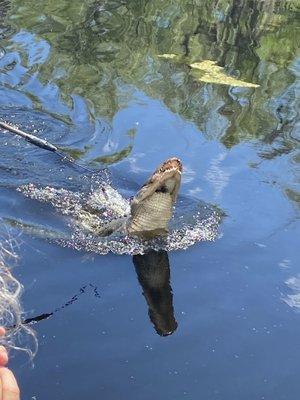 Annie Miller's Swamp Tours & Charters