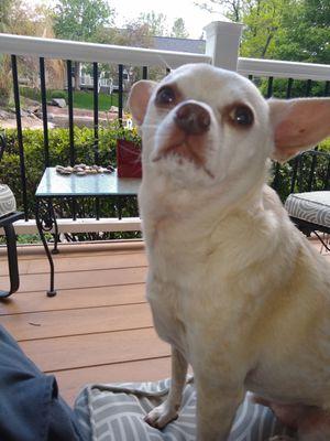 Highlands Ranch Carpet Cleaning