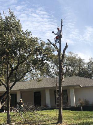 Tree Removal