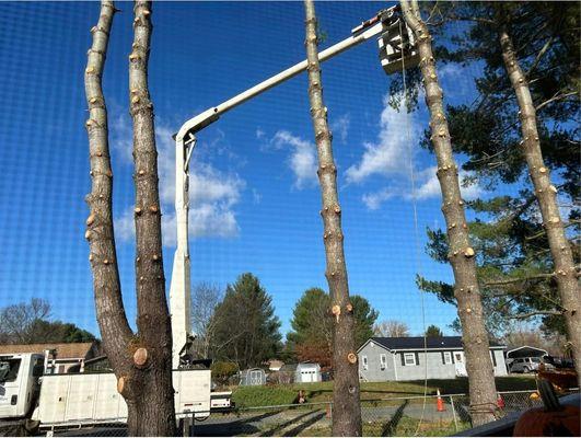 Love Mtn Treescape Services