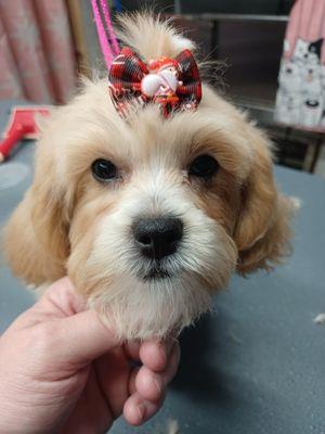 The Dirty Dog Day Spa