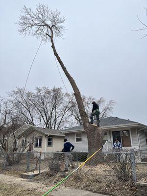 Antonios Tree Service