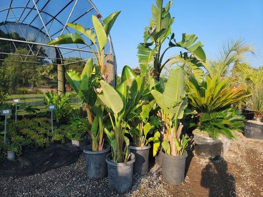 Walker's Palms
