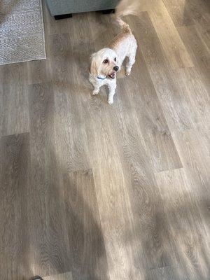 Flooring and my happy dog Charlie.