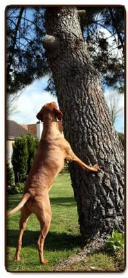 Southern California Vizsla Rescue