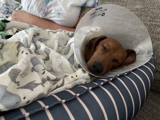 Veterinary Medical Center of Central New York