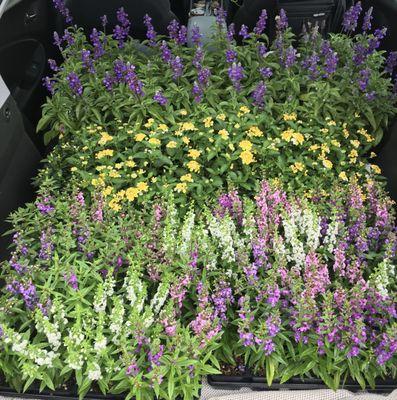 Installing Texas tough plants is one of many things we do....