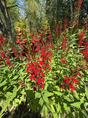 Immersion Nature Tours