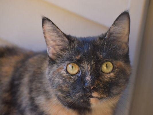 Precious Pets Cremation Services