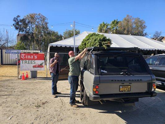 Tina's Christmas Tree Lot