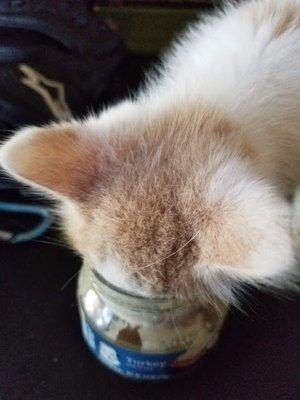 Calaveras Veterinary Clinic