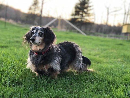 Lucky Dog Stay and Play