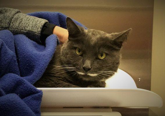 Stache the cat is dressed to impress 24/7. Nervous kitties can have their exams done wherever is most comfortable