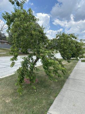 Advanced Orthopedics