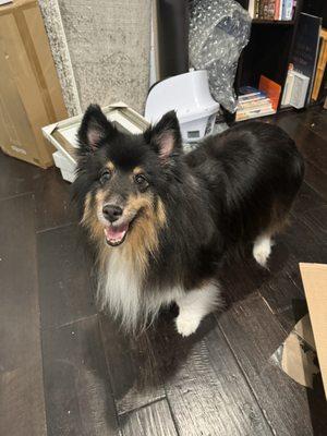 Jessica's Mobile Grooming