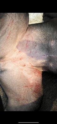 My dogs belly from "humping"