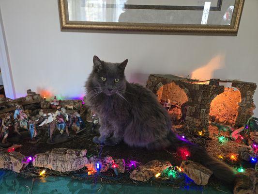 Missou Fluffy loved watching over the Nativity set.