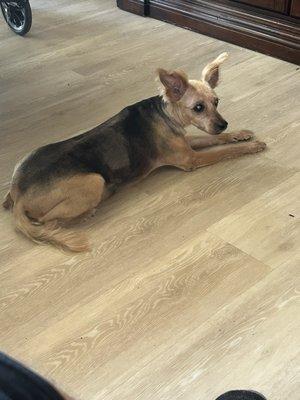 Animal Eye Associates