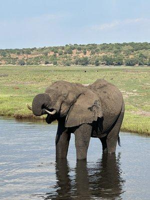 Elephant in Chobe National Park, Botswana