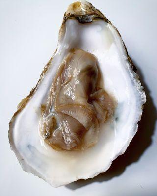 All Star Seafood & Sports