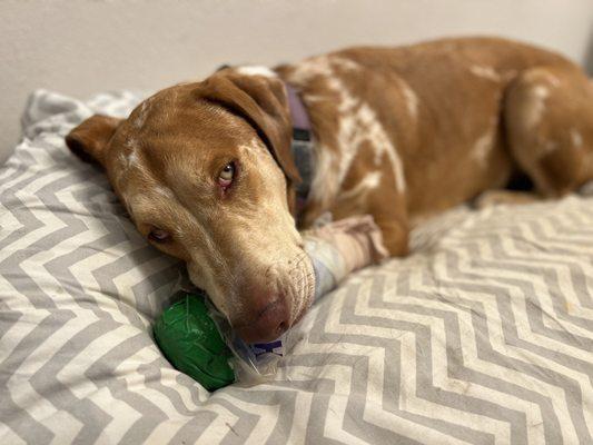 Graceful Animal Hospital