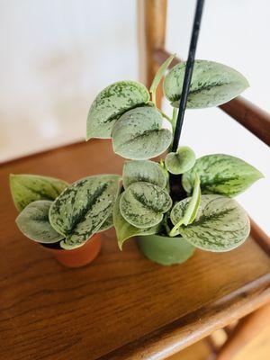 Scindapsus green anaconda