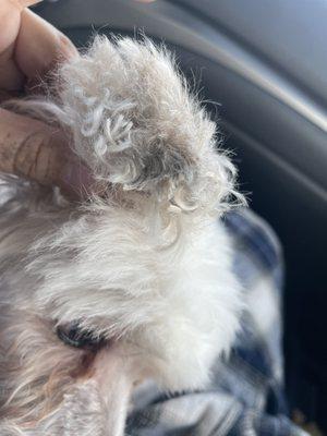 Sudzy Paws Pet Grooming