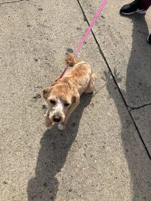 Pretty Paws Boutique