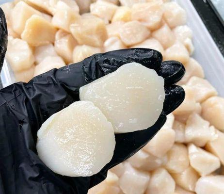 Sea Scallops