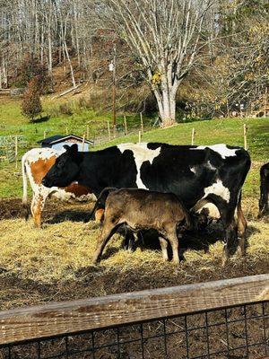 Hooves and Feathers Petting Farm