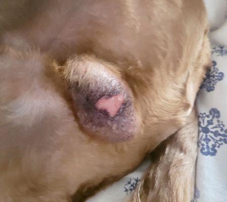 Beaches Pet Resort & Training Center