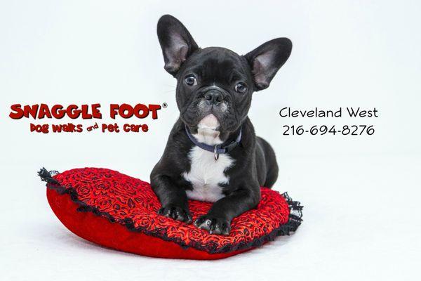 Snaggle Foot Dog Walks & Pet Care