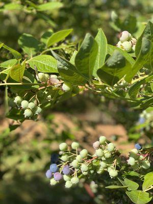 Powder Blueberry Farm