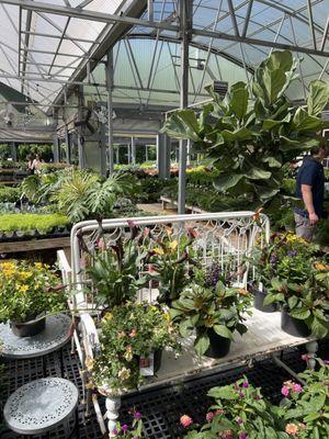 Collier's Nursery