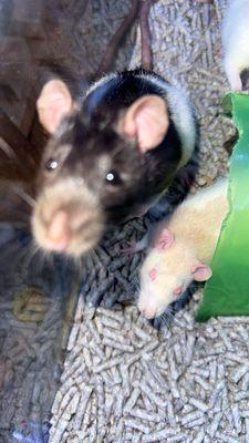 Carolina Town & Country