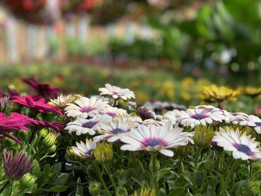 Charlton Landscaping & Nursery Supply