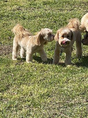 Dogs R Us Obedience Training