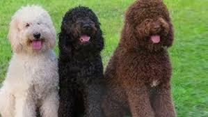 Express Notary Service