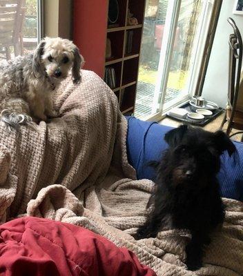 Creekside Critter Care